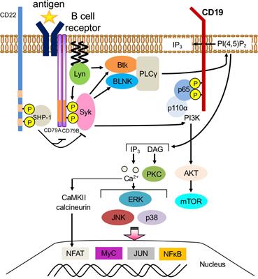 Frontiers | B Cell Activation Via Immunometabolism In Systemic Lupus ...